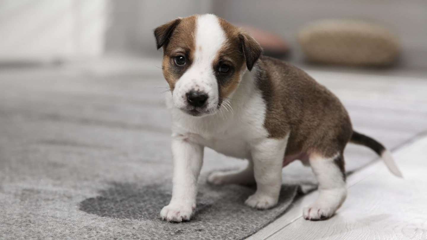 Homemade Carpet Cleaning for Pet Stains